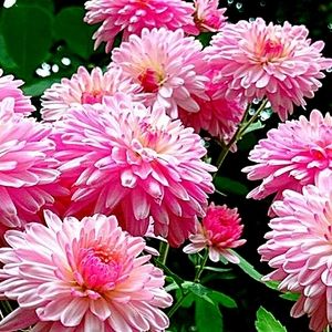 🩷🩷🩷🩷🩷🩷🩷